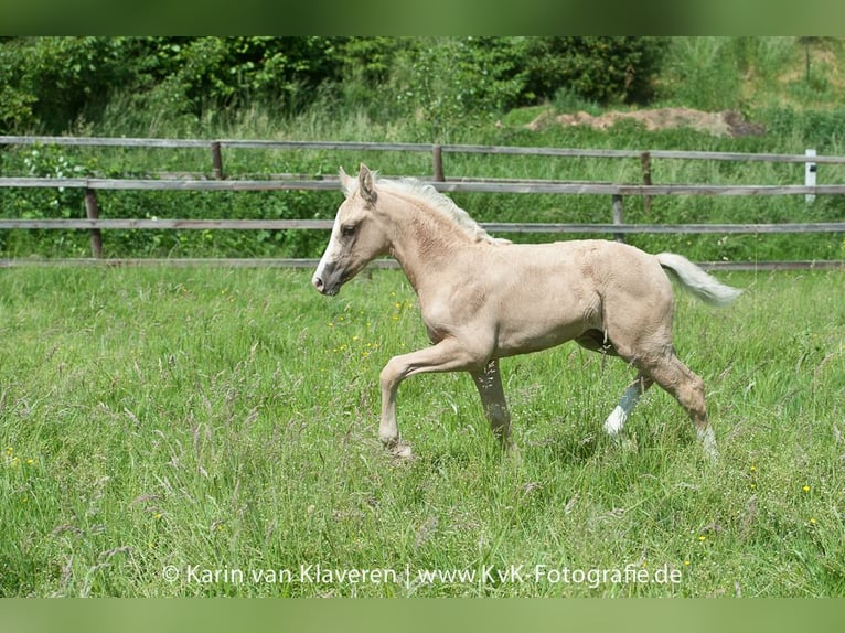 Duitse rijpony Ruin 4 Jaar 160 cm Palomino in WuppertalWuppertal