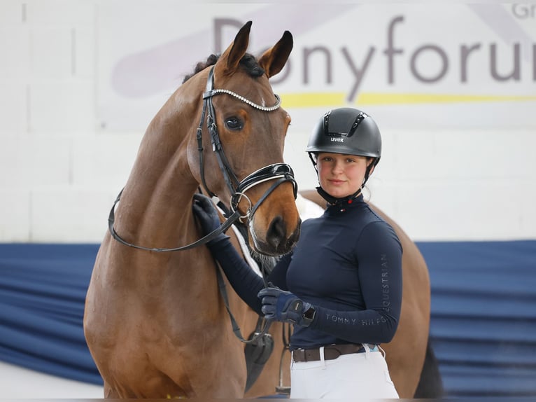 Duitse rijpony Ruin 4 Jaar 165 cm Bruin in Marsberg