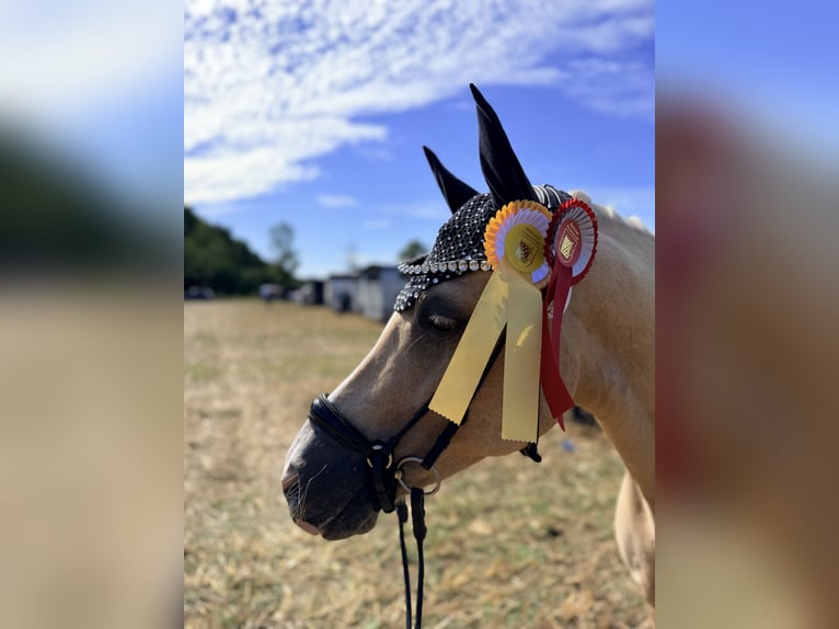 Duitse rijpony Ruin 4 Jaar Palomino in Bochum