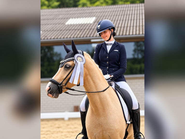 Duitse rijpony Ruin 4 Jaar Palomino in Bochum