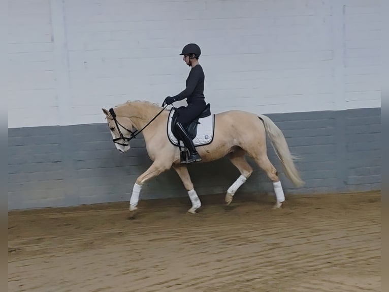 Duitse rijpony Ruin 4 Jaar Palomino in Nortrup