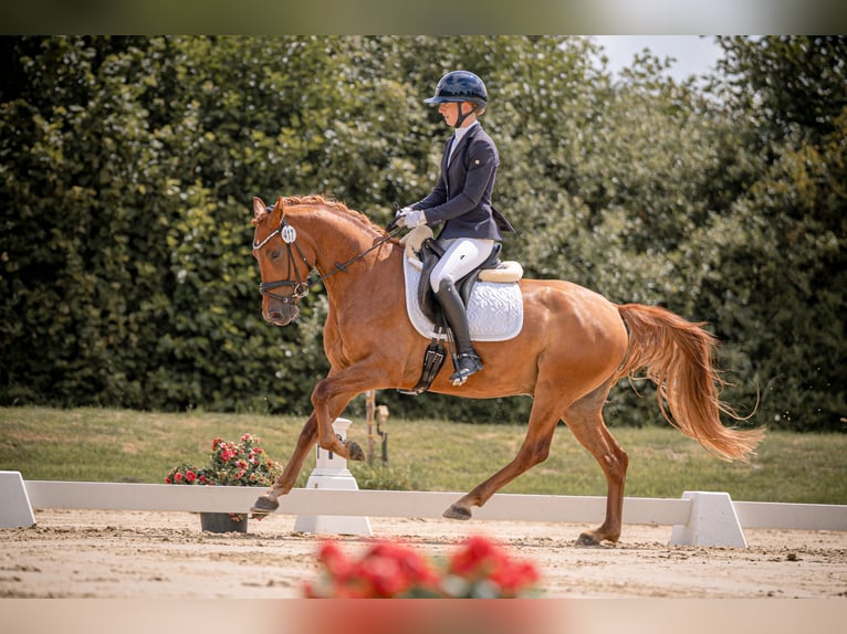 Duitse rijpony Ruin 4 Jaar Vos in L&#xFC;dinghausen