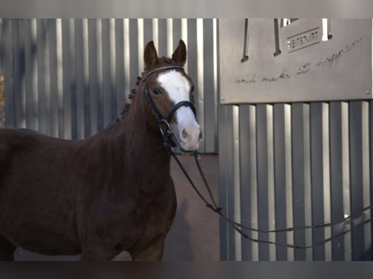 Duitse rijpony Mix Ruin 4 Jaar Vos in Nordstemmen