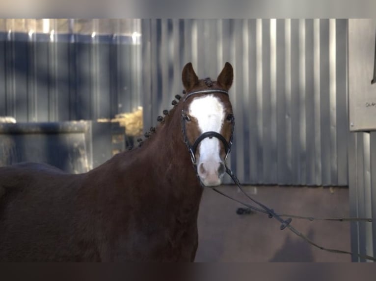 Duitse rijpony Mix Ruin 4 Jaar Vos in Nordstemmen