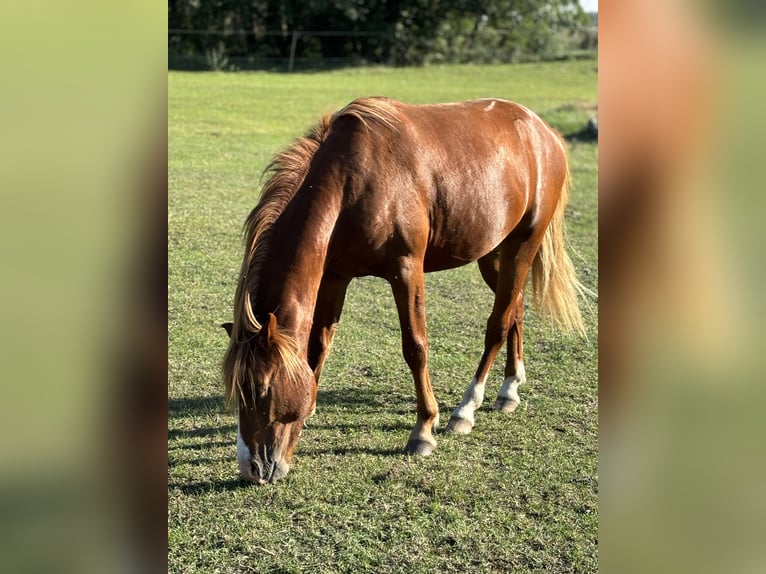 Duitse rijpony Ruin 4 Jaar Vos in Wriezen