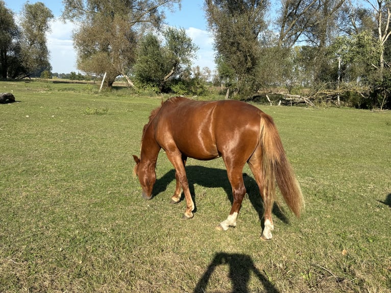 Duitse rijpony Ruin 4 Jaar Vos in Wriezen