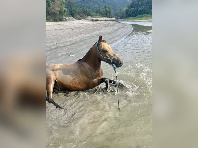 Duitse rijpony Ruin 5 Jaar 130 cm in Emmersdorf