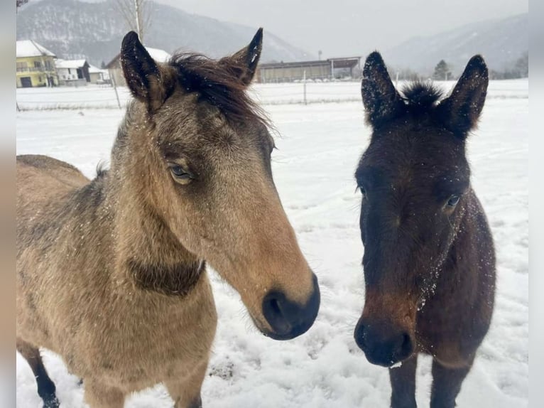 Duitse rijpony Ruin 5 Jaar 130 cm in Emmersdorf