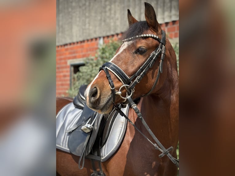 Duitse rijpony Ruin 5 Jaar 134 cm Bruin in Selm