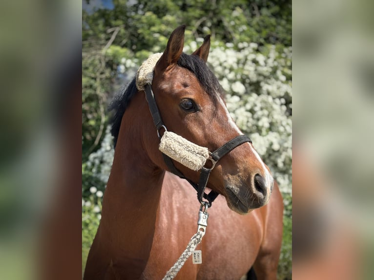 Duitse rijpony Ruin 5 Jaar 134 cm Bruin in Selm