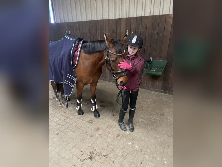 Duitse rijpony Ruin 5 Jaar 137 cm Bruin in Neum&#xFC;nsterNeum&#xFC;nster