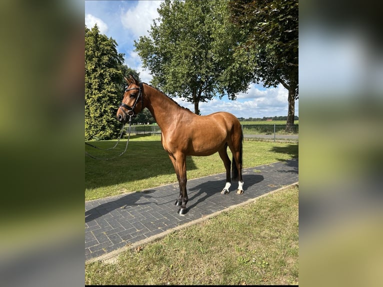 Duitse rijpony Ruin 5 Jaar 137 cm Bruin in Neum&#xFC;nsterNeum&#xFC;nster