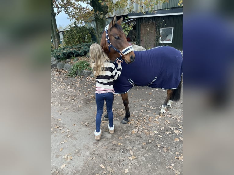 Duitse rijpony Ruin 5 Jaar 137 cm Bruin in Neum&#xFC;nsterNeum&#xFC;nster