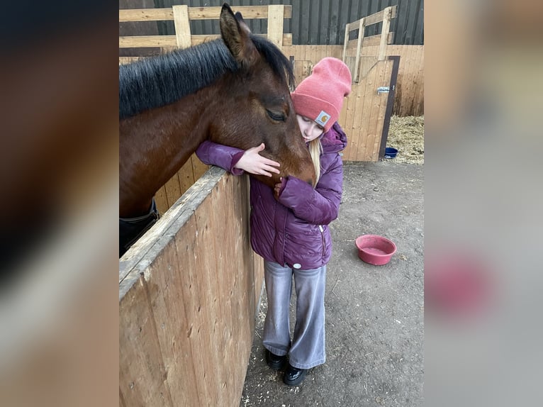 Duitse rijpony Ruin 5 Jaar 137 cm Bruin in Neum&#xFC;nsterNeum&#xFC;nster