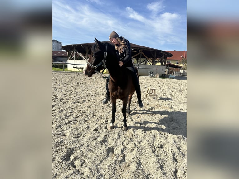 Duitse rijpony Mix Ruin 5 Jaar 140 cm Bruin in Ansfelden