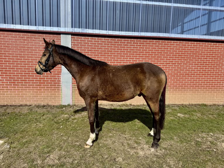 Duitse rijpony Ruin 5 Jaar 140 cm Falbe in Warendorf