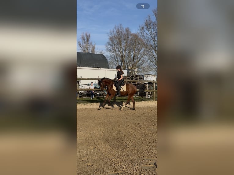 Duitse rijpony Ruin 5 Jaar 143 cm Bruin in Glückstadt