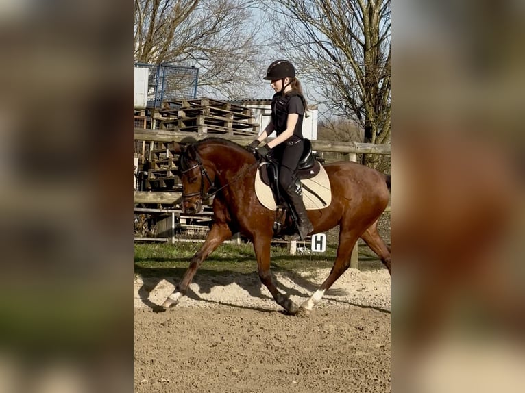 Duitse rijpony Ruin 5 Jaar 143 cm Bruin in Glückstadt