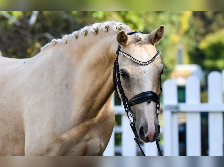 Duitse rijpony Ruin 5 Jaar 143 cm Palomino in Handewitt