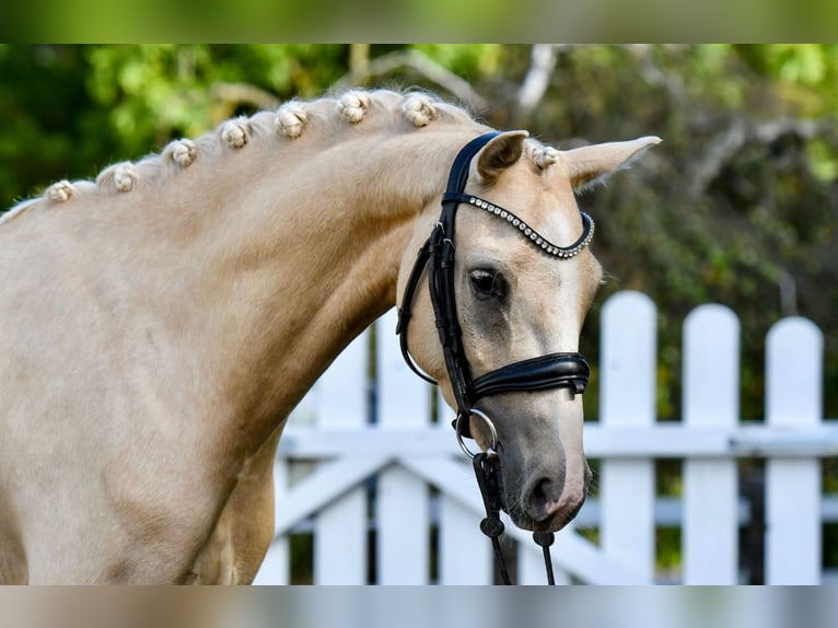 Duitse rijpony Ruin 5 Jaar 143 cm Palomino in Handewitt