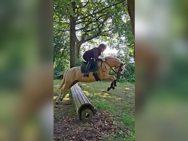 Duitse rijpony Ruin 5 Jaar 143 cm Palomino in Handewitt