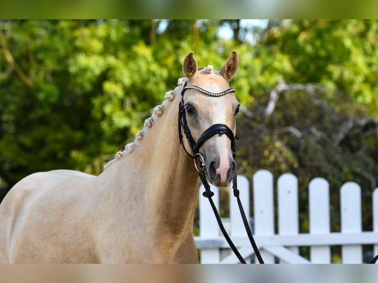 Duitse rijpony Ruin 5 Jaar 143 cm Palomino in Handewitt