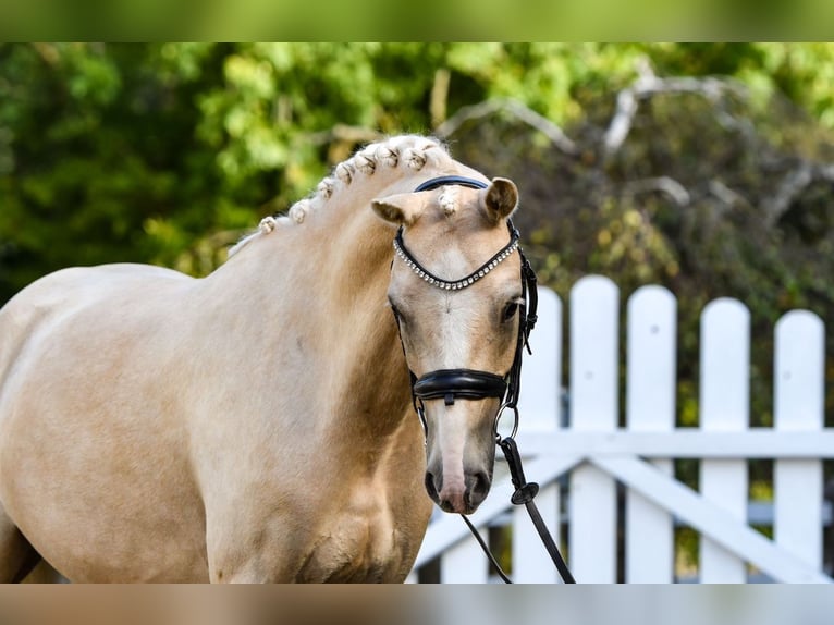 Duitse rijpony Ruin 5 Jaar 143 cm Palomino in Handewitt