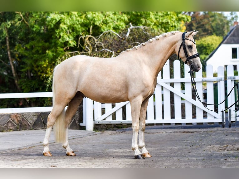 Duitse rijpony Ruin 5 Jaar 143 cm Palomino in Handewitt