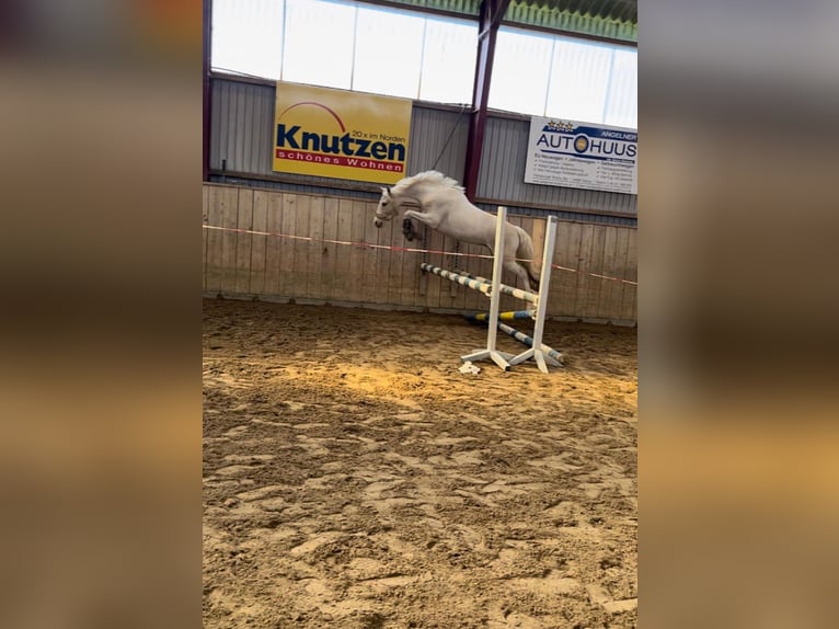 Duitse rijpony Ruin 5 Jaar 143 cm Palomino in Handewitt