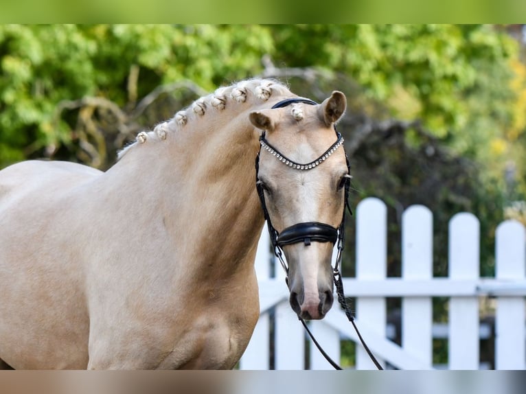 Duitse rijpony Ruin 5 Jaar 143 cm Palomino in Handewitt