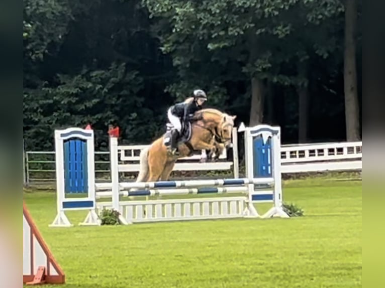 Duitse rijpony Ruin 5 Jaar 143 cm Palomino in Issum