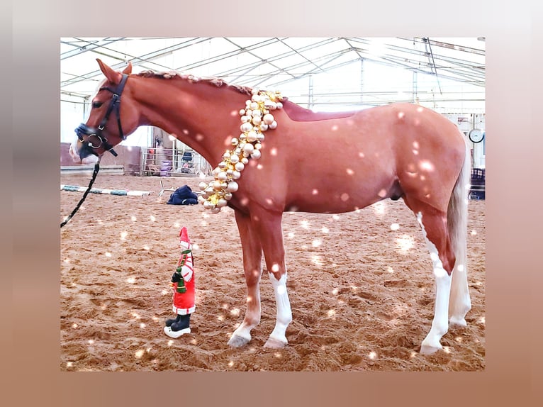 Duitse rijpony Ruin 5 Jaar 143 cm Vos in Biebesheim am Rhein