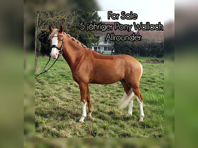 Duitse rijpony Ruin 5 Jaar 143 cm Vos in Biebesheim am Rhein