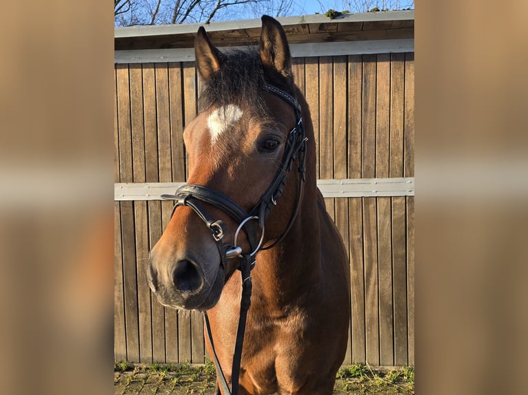 Duitse rijpony Ruin 5 Jaar 144 cm Bruin in Mülheim an der Ruhr