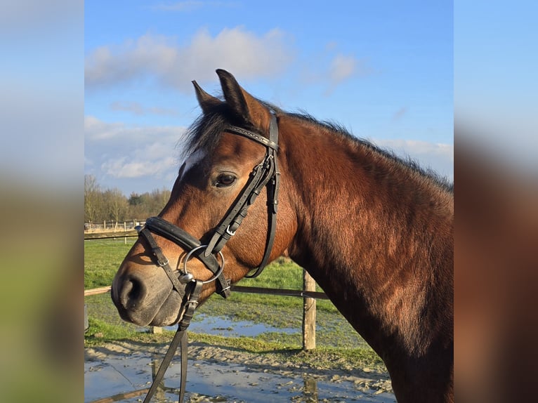 Duitse rijpony Ruin 5 Jaar 144 cm Bruin in Mülheim an der Ruhr