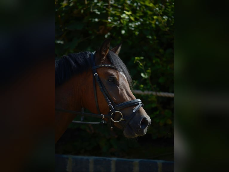 Duitse rijpony Ruin 5 Jaar 144 cm Bruin in Mülheim an der Ruhr