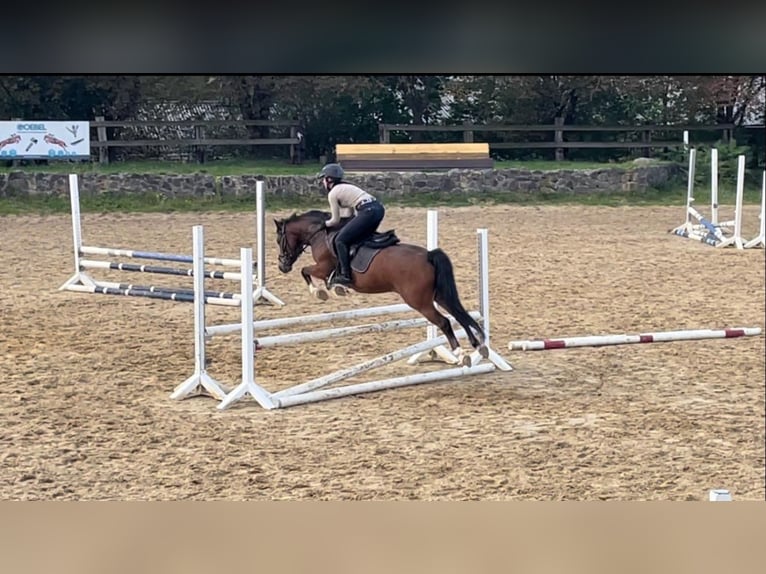 Duitse rijpony Ruin 5 Jaar 144 cm Bruin in Mülheim an der Ruhr