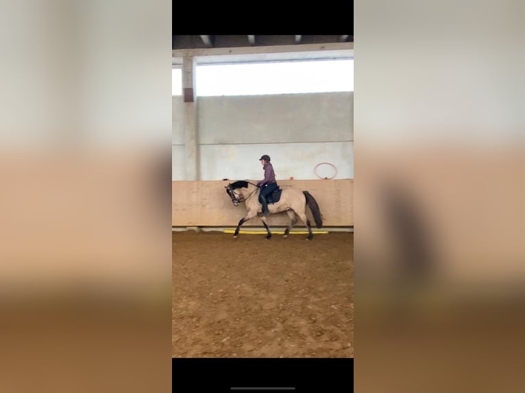 Duitse rijpony Ruin 5 Jaar 144 cm Falbe in Ebersbach an der Fils