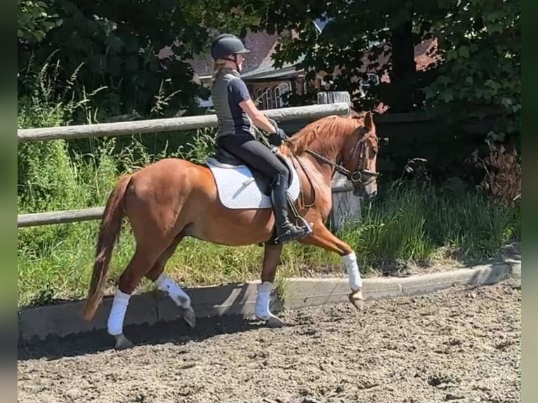 Duitse rijpony Ruin 5 Jaar 144 cm Vos in Wesselburenerkoog