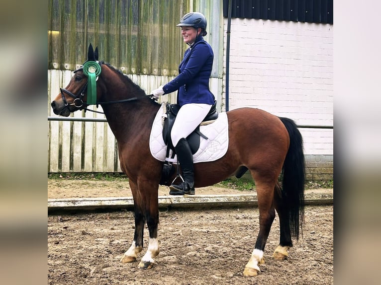 Duitse rijpony Ruin 5 Jaar 145 cm Bruin in Mülheim an der Ruhr