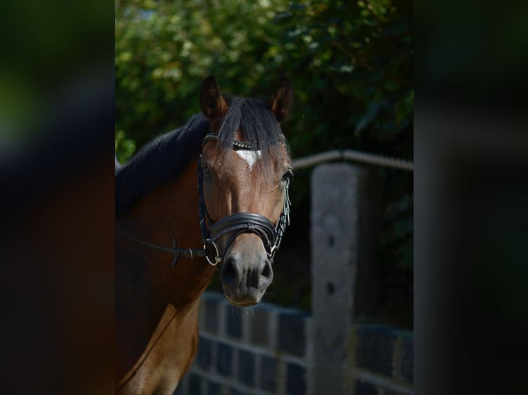 Duitse rijpony Ruin 5 Jaar 145 cm Bruin in Mülheim an der Ruhr