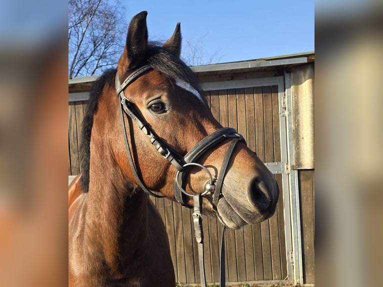 Duitse rijpony Ruin 5 Jaar 145 cm Bruin in Mülheim an der Ruhr