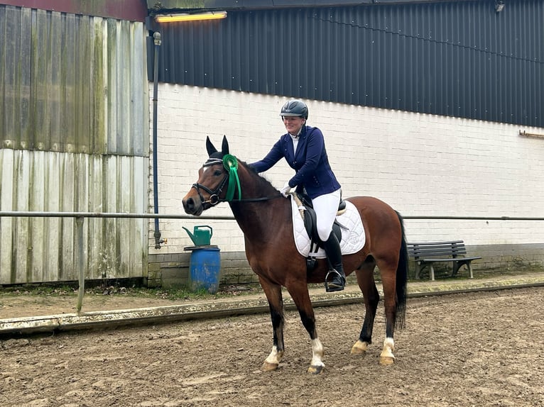 Duitse rijpony Ruin 5 Jaar 145 cm Bruin in Mülheim an der Ruhr