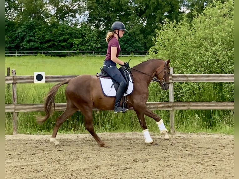 Duitse rijpony Ruin 5 Jaar 145 cm Donkere-vos in Hude (Oldenburg)Hude