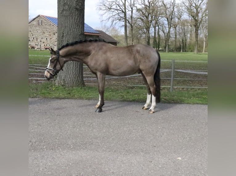 Duitse rijpony Ruin 5 Jaar 145 cm  in Recke, bei Osnabrück