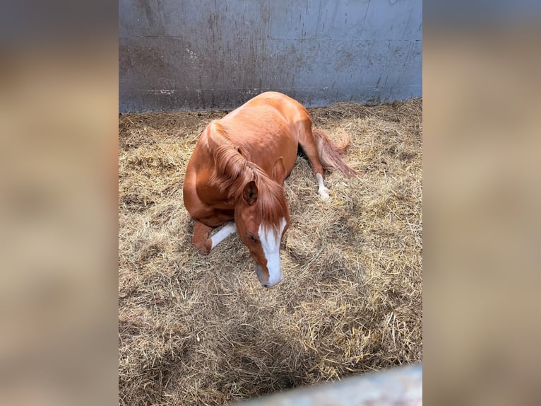 Duitse rijpony Ruin 5 Jaar 145 cm Vos in Löhne