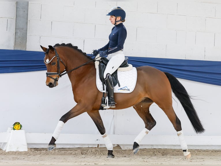 Duitse rijpony Ruin 5 Jaar 146 cm Bruin in Marsberg