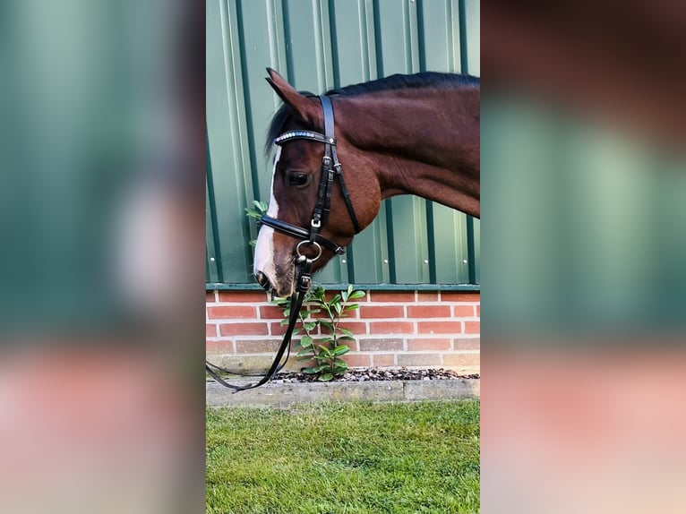 Duitse rijpony Ruin 5 Jaar 146 cm Bruin in Ankum
