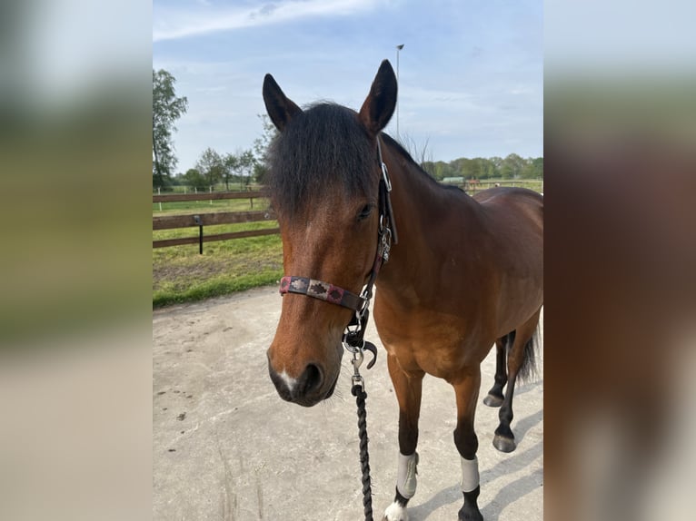 Duitse rijpony Ruin 5 Jaar 146 cm Bruin in Verden (Aller)