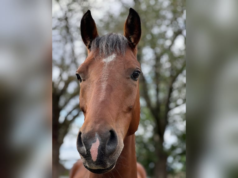 Duitse rijpony Ruin 5 Jaar 146 cm Bruin in Vahlberg